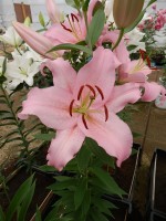 [3498 PO19 Mistero No102.JPG]